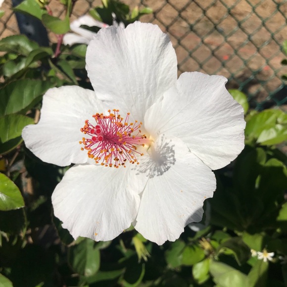 Aloha everyone🌺 - Picture 1 of 1